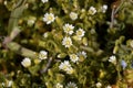 Flower of a sticky mouse-ear chickweed, glomeratum