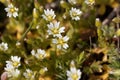 Flower of a sticky mouse-ear chickweed, glomeratum