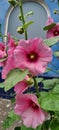 Flower Stock Rosa pink, Alcea rosea, ordinary. Mallow. Flowers for home and garden. Pink flowers
