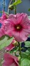 Flower Stock Rosa pink, Alcea rosea, ordinary. Mallow. Flowers for home and garden. Pink flowers