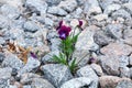 The flower on the stone, the birth of a new life in very difficult conditions