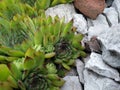 Flower in stone