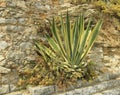 Flower on the stone wall