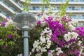 Flower street with lantern photo