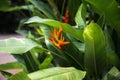 Flower Strelitzia. Bird Paradise. Royalty Free Stock Photo