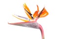 Flower of Strelitzia reginae or Bird of paradise plant isolated on white background Royalty Free Stock Photo