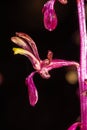 Flower of Striped Coralroot