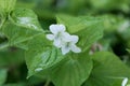 Striped cream violet Viola striata