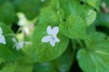 Striped cream violet Viola striata