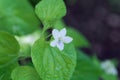 Striped cream violet Viola striata