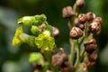 Flower of a strong tobacco, Nicotiana rustica Royalty Free Stock Photo