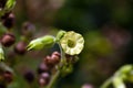 Flower of a strong tobacco, Nicotiana rustica Royalty Free Stock Photo