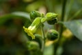 Flower of a strong tobacco, Nicotiana rustica Royalty Free Stock Photo
