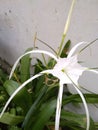 White Flower study, mobile photography.