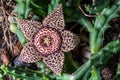 Flower of the succulence of Stapelia pulchellus Royalty Free Stock Photo