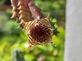 Flower of succulent is blooming