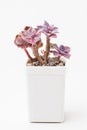 Flower Echeveria Shallot Succulent in white plastic pot on white background