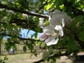 Beautiful white flower from a tree at usuahia argentina