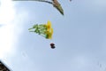 Flower summer sky ladybug mirror