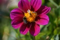 A flower, a bumblebee and bees - Front view