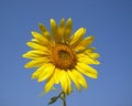 The flower of the sun is sunflower. Bright yellow sunflower against the sky. Royalty Free Stock Photo