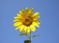 The flower of the sun is sunflower. Bright yellow sunflower against the sky. Royalty Free Stock Photo