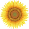 Flower of sunflower