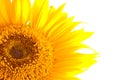 Flower of sunflower