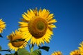 Flower sunflower on the background of blue sky. Royalty Free Stock Photo