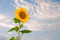 Flower of sunflower on a background of blue sky with clouds Royalty Free Stock Photo