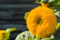 Flower of sunflower close-up Royalty Free Stock Photo