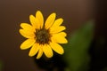 Flower of sunflower,  closeup. Seeds and oil. Royalty Free Stock Photo