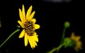 Flower of sunflower,  closeup. Seeds and oil. Royalty Free Stock Photo