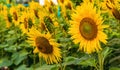 Flower of sunflower