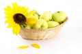 Flower of a sunflower and green apples in the basket Royalty Free Stock Photo