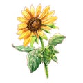 Flower of sunflower, Helianthus annuus, seeds and oil, plant, yellow flower head with leaves, close-up, package design