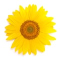 Flower of sunflower Royalty Free Stock Photo