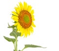 Flower of sunflower isolated on white background. Single sunflower blooming Royalty Free Stock Photo