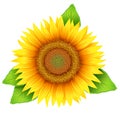 Flower of sunflower