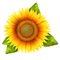 Flower of sunflower with leaves