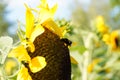 Flower Of A Sunflower Plant, Annual Forb, In Full Blossom With Bumblebee.