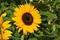 Flower of a sunflower plant, annual forb, in full blossom. Royalty Free Stock Photo