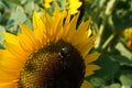 Flower of a sunflower plant with bumblebee , annual forb, in full blossom. Royalty Free Stock Photo