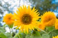 Flower sunflower is pollinated by bees. Spring Royalty Free Stock Photo