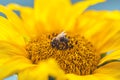Flower of sunflower with pollinating bee Royalty Free Stock Photo