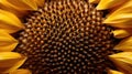 flower sunflower seeds botanical Royalty Free Stock Photo