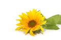 Flower of sunflower on a white background