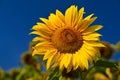 Flower Sunflowers. Blooming in farm - field with blue sky. Beautiful natural colored background Royalty Free Stock Photo