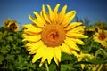 Flower Sunflowers. Blooming in farm - field with blue sky. Beautiful natural colored background. Royalty Free Stock Photo