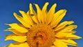 Flower Sunflowers. Blooming in farm - field with blue sky. Beautiful natural colored background. Royalty Free Stock Photo